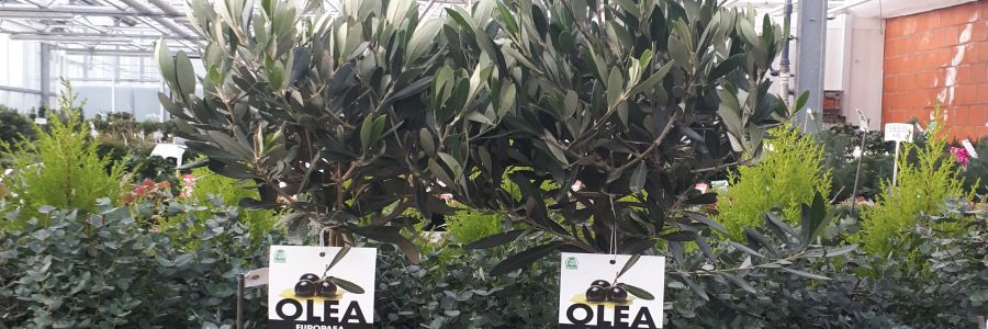 Oliven für mediterranes Flair
