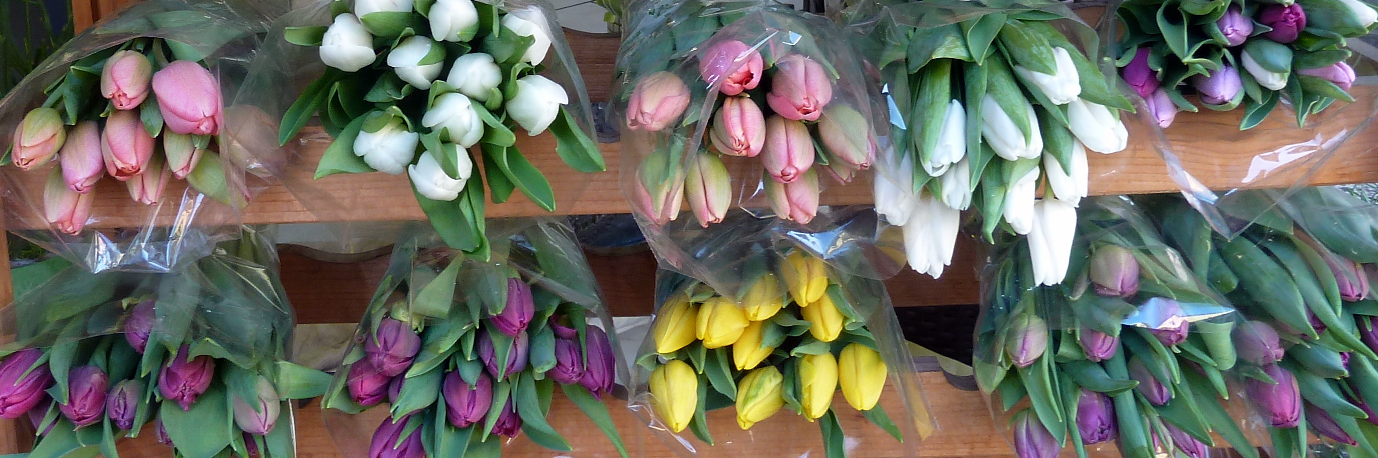 Tulpen als Bundware in vielen Farben