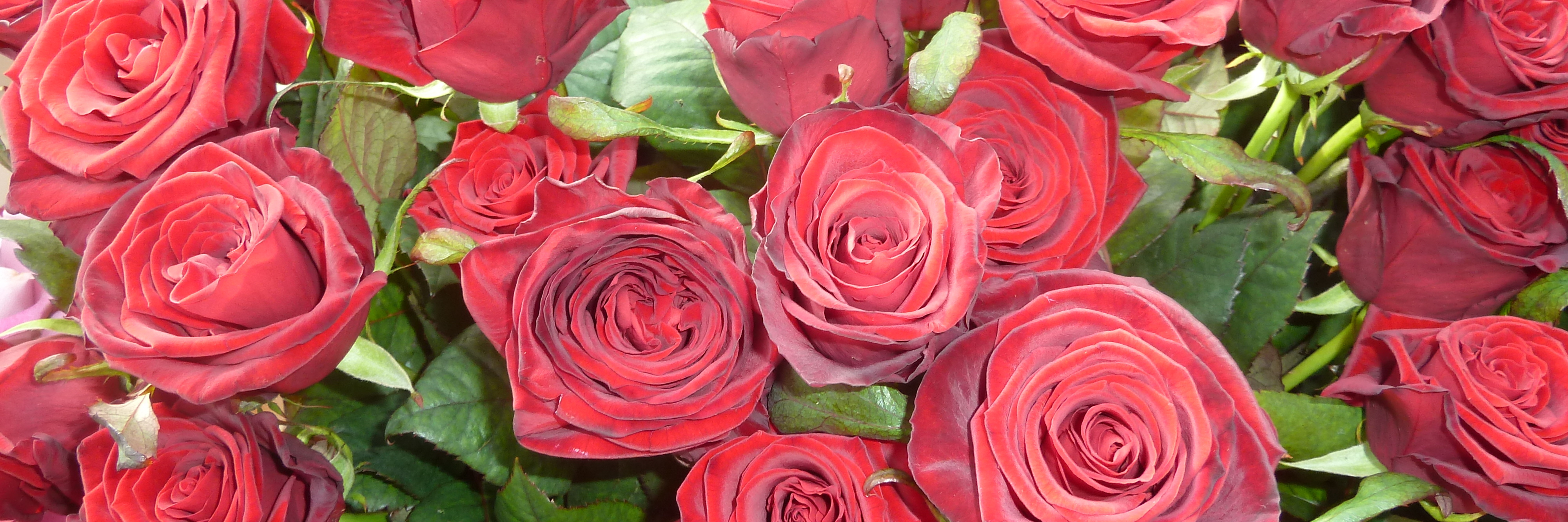 Rote Rosen in verschiedenen Preisklassen